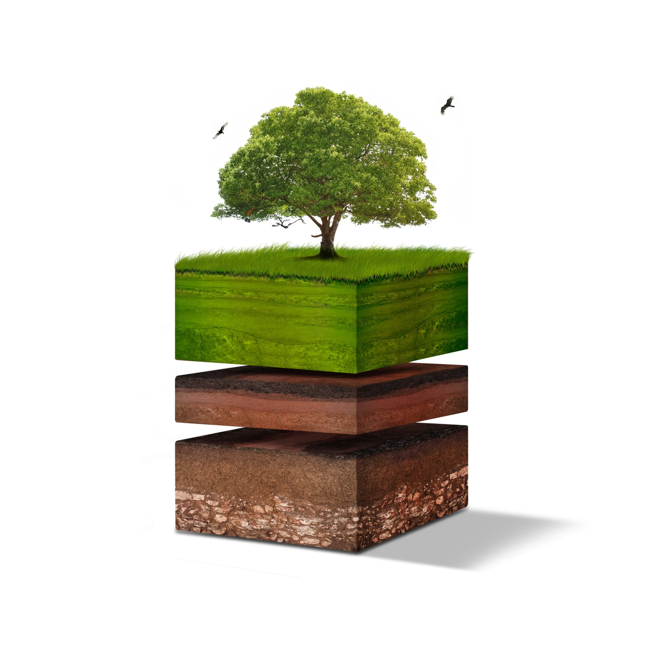 Corte isométrico de las capas del suelo bajo un terreno con un árbol