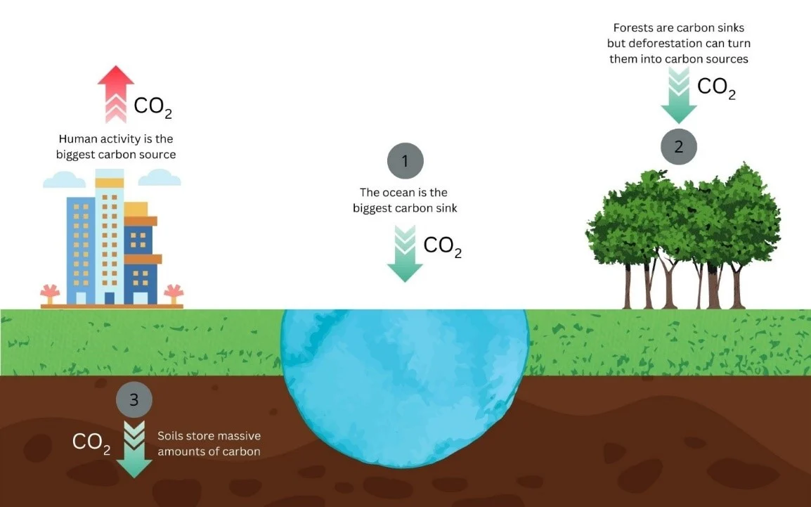 Esquema del ciclo del carbono entre actividades humanas, bosques y suelos